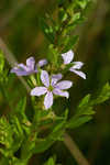 Wing-angle loosestrife